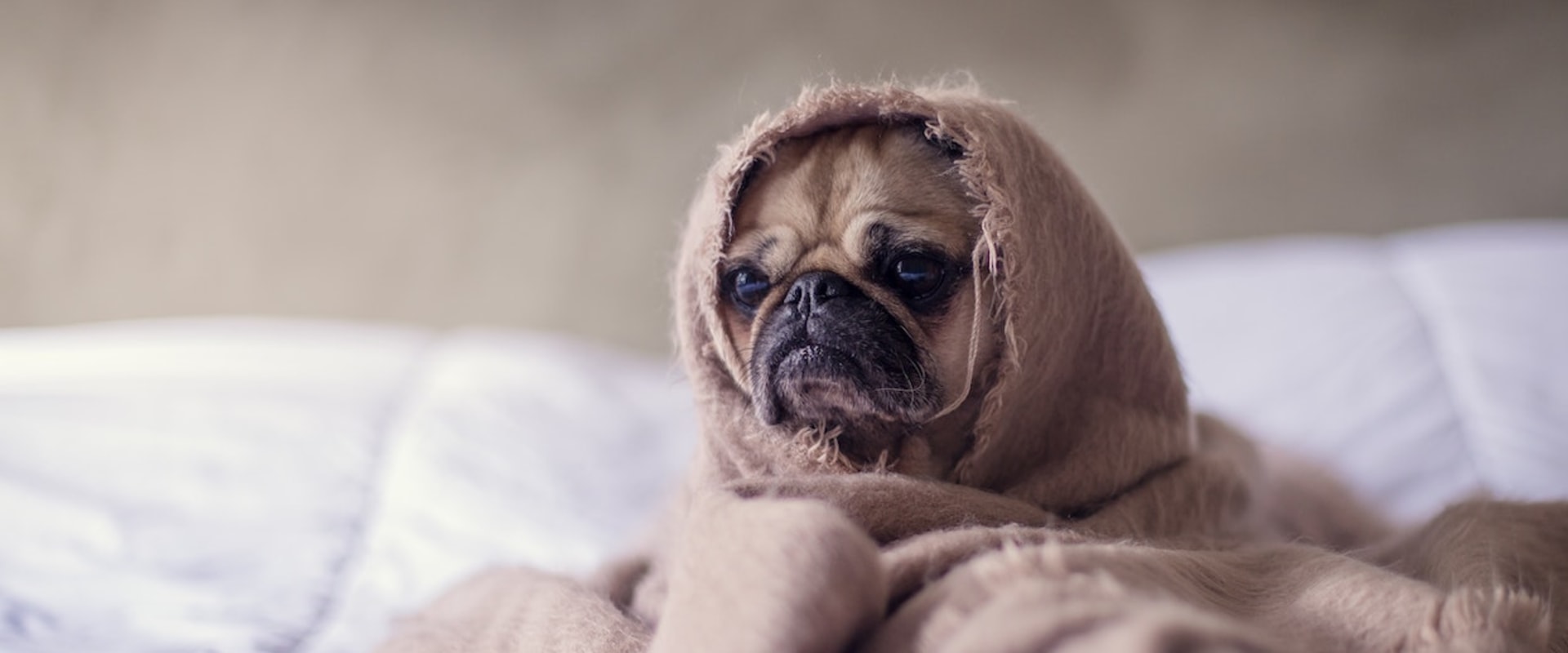 Is het oké om een hond te bedekken met een deken?