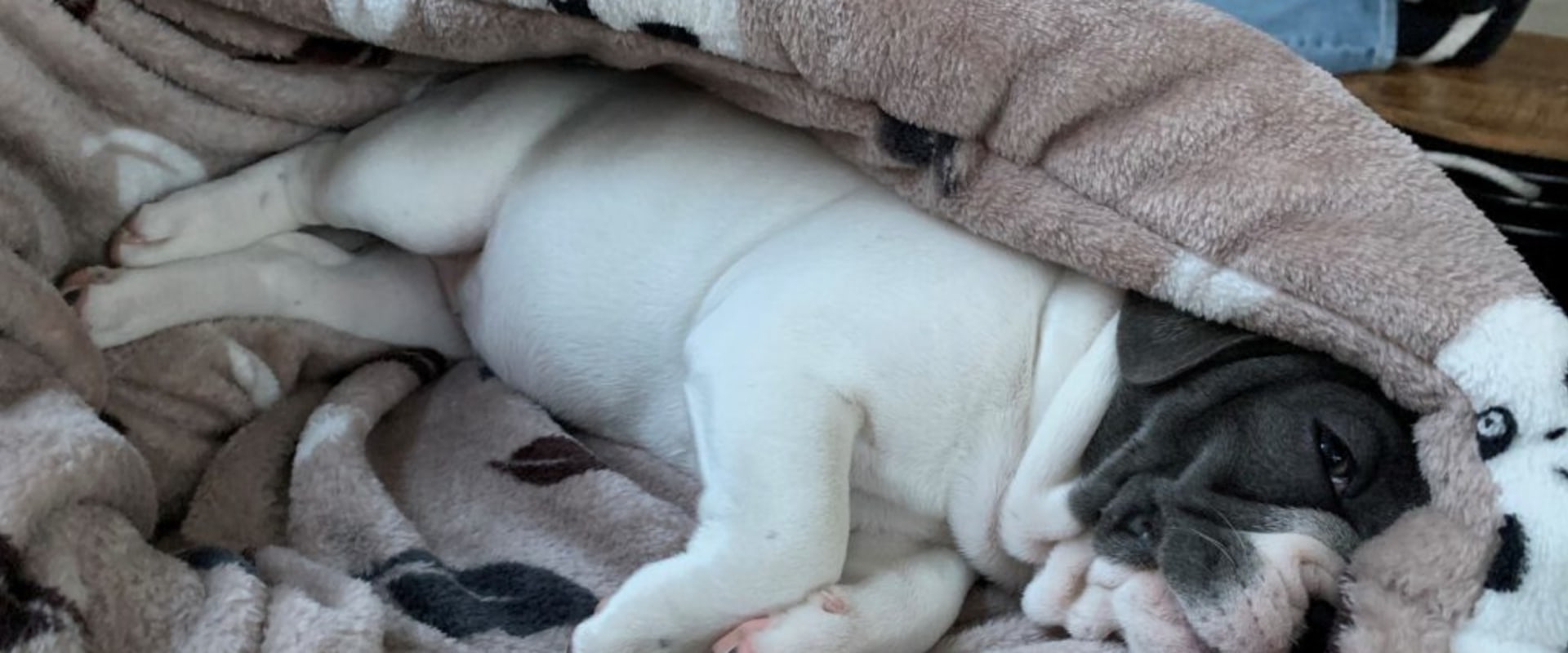 Slapen honden beter met een deken?
