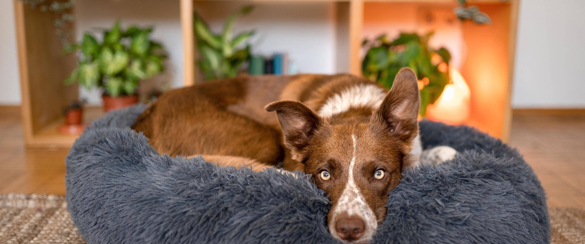 Welke kalmerende hondenbedden worden in de VS gemaakt?