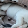 Houden honden van dekens tijdens het slapen?