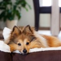 Welk hondenbed voor een puppy?