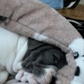 Waarom raken honden gehecht aan dekens?