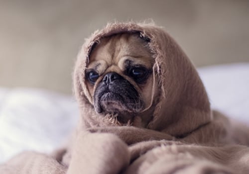 Is het oké om een hond te bedekken met een deken?