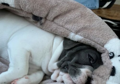 Waarom raken honden gehecht aan dekens?