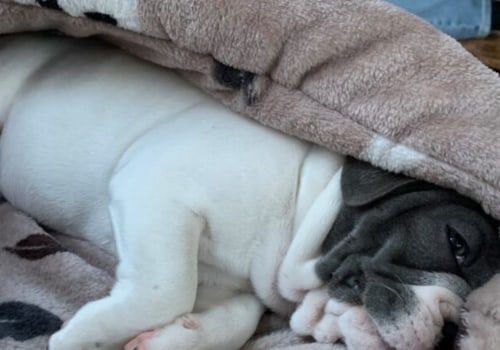 Hebben honden's nachts een deken nodig?