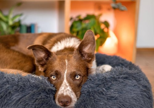 Welke kalmerende hondenbedden worden in de VS gemaakt?