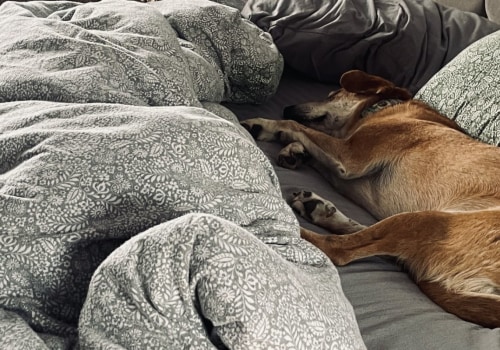 Vinden honden het leuk om bedekt te zijn met een deken?